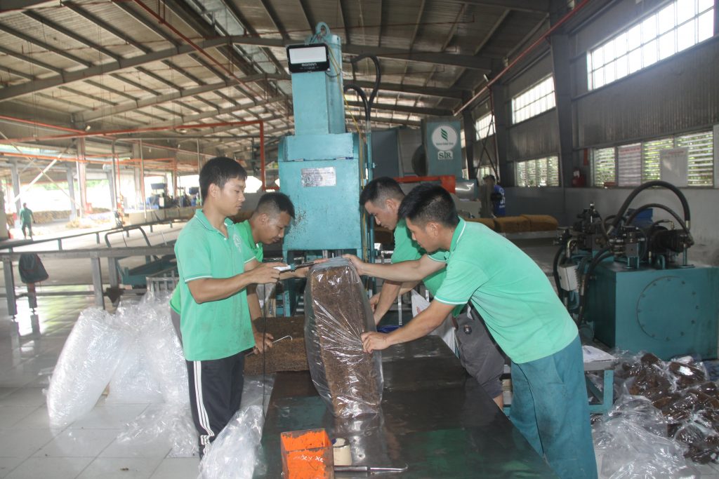 Hành trình 16 năm phát triển cao su miền núi phía Bắc: Cây cao su đem lại những hiệu quả rõ nét